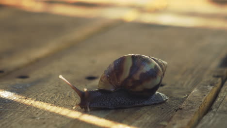 achatina fulica, or giant african land snail moves across wooden surface