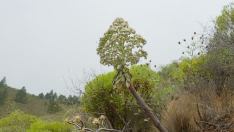 Tiro-Medio-De-Aeonium-Urbicum-Floreciente-En-Tenerife,-Islas-Canarias