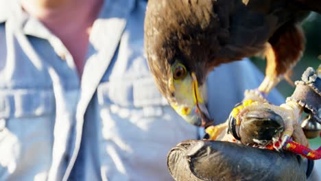 man feeding falcon eagle on his hand