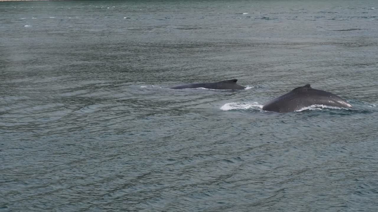Humpback whales surfacing to breathe