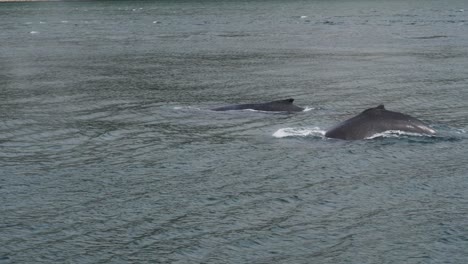 Humpback-whales-surfacing-to-breathe