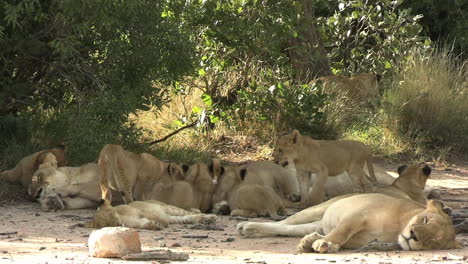 lion cubs fight over milk from lioness