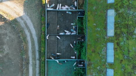 Drone-shot-of-many-pigs-together-hiding-under-the-shadow-on-a-sunny-day-in-the-summer