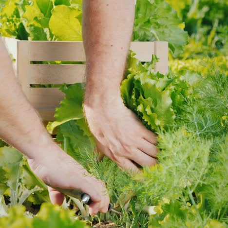 Bauer-Schneidet-Saftige-Grüne-Salatblätter-Ab-Und-Legt-Sie-In-Eine-Schublade