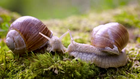 Helix-Pomatia-También-Caracol-Romano,-Caracol-De-Borgoña