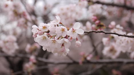 flores de cerezo moviéndose en el viento en un árbol en japón