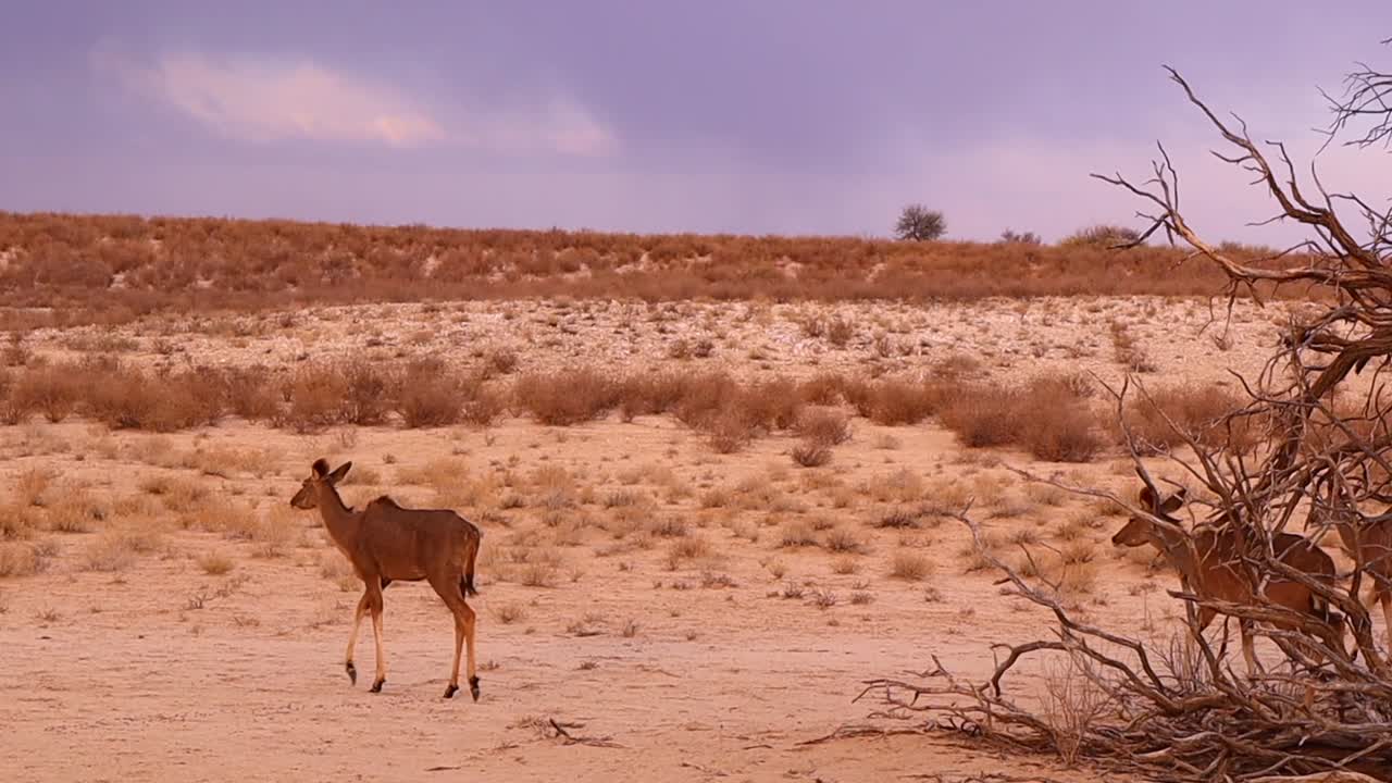 una hembra y dos kudus mayores juveniles caminan en la arena dorada de kalahari