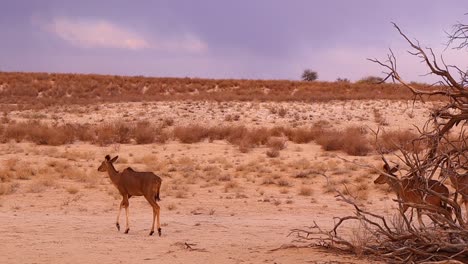 Ein-Weibchen-Und-Zwei-Junge-Großkudus-Wandern-Im-Goldenen-Kalahari-Sand