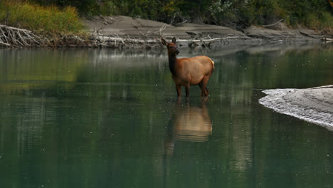 Vaca-De-Alces-De-Las-Montañas-Rocosas-En-Un-Estanque-Poco-Profundo,-Llamando-Al-Rebaño,-Alberta,-Canadá