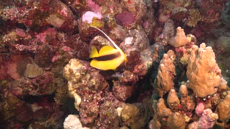 un solo pez bandera nadando a lo largo del arrecife de coral