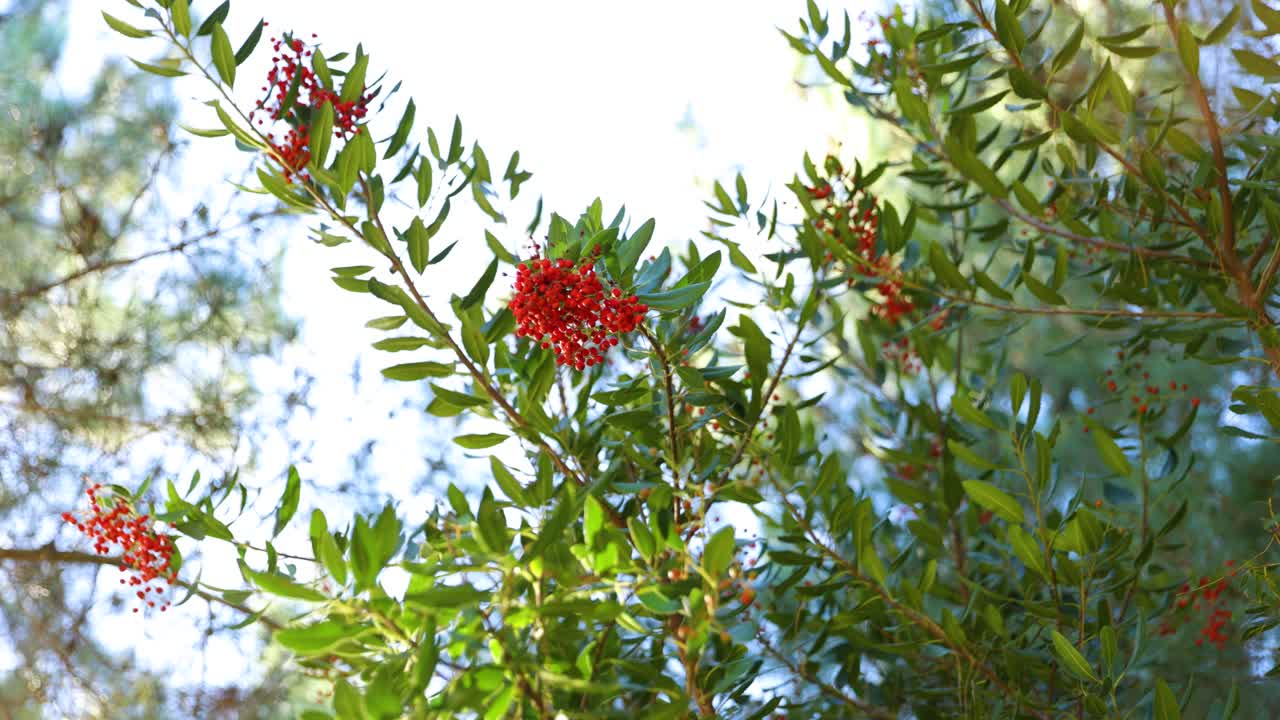 붉은 꽃이 있는 활기찬 나무 잎