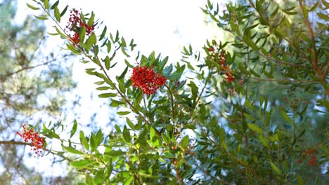 hojas de árboles vibrantes con flores rojas