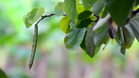 Close-up-shot-of-a-Bauhinia-hong-kong-orchid-tree-during-a-monsoon-shower