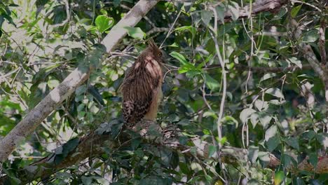 Die-Buffy-Fish-Owl-Ist-Eine-Große-Eule-Und-Doch-Die-Kleinste-Unter-Den-Vier-Fischeulen