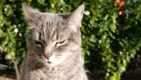 domestic cat in home garden. slow motion.