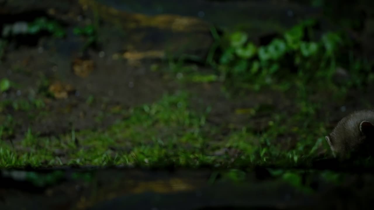 A beech marten moving through dense forest undergrowth at night in Drenthe, Netherlands