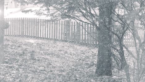 Black-and-white-look-at-the-firs-snow-as-it-falls-softly