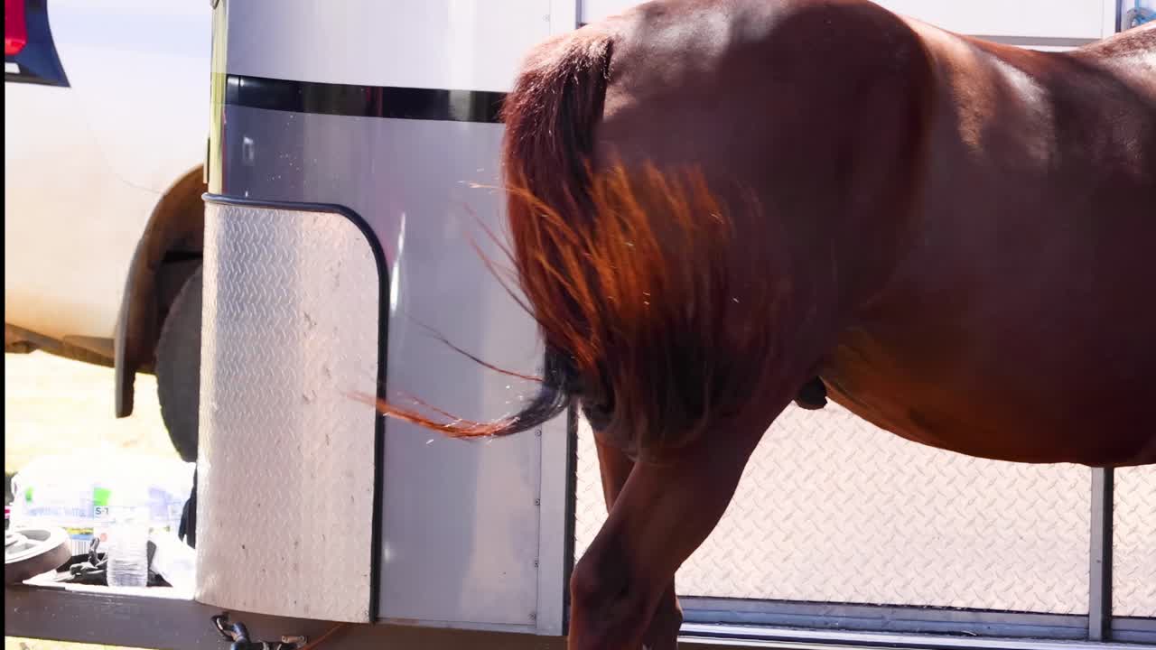 Un caballo marrón sacia su sed de un cubo