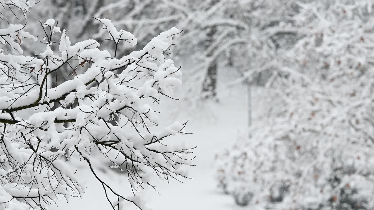 Snow-laden branches in a winter landscape