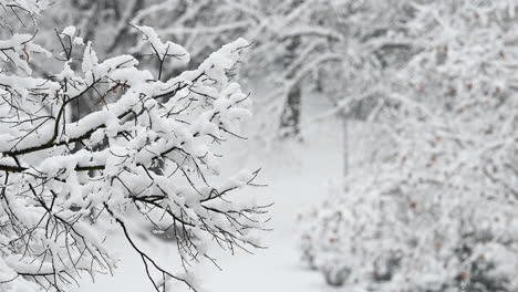 Snow-laden branches in a winter landscape