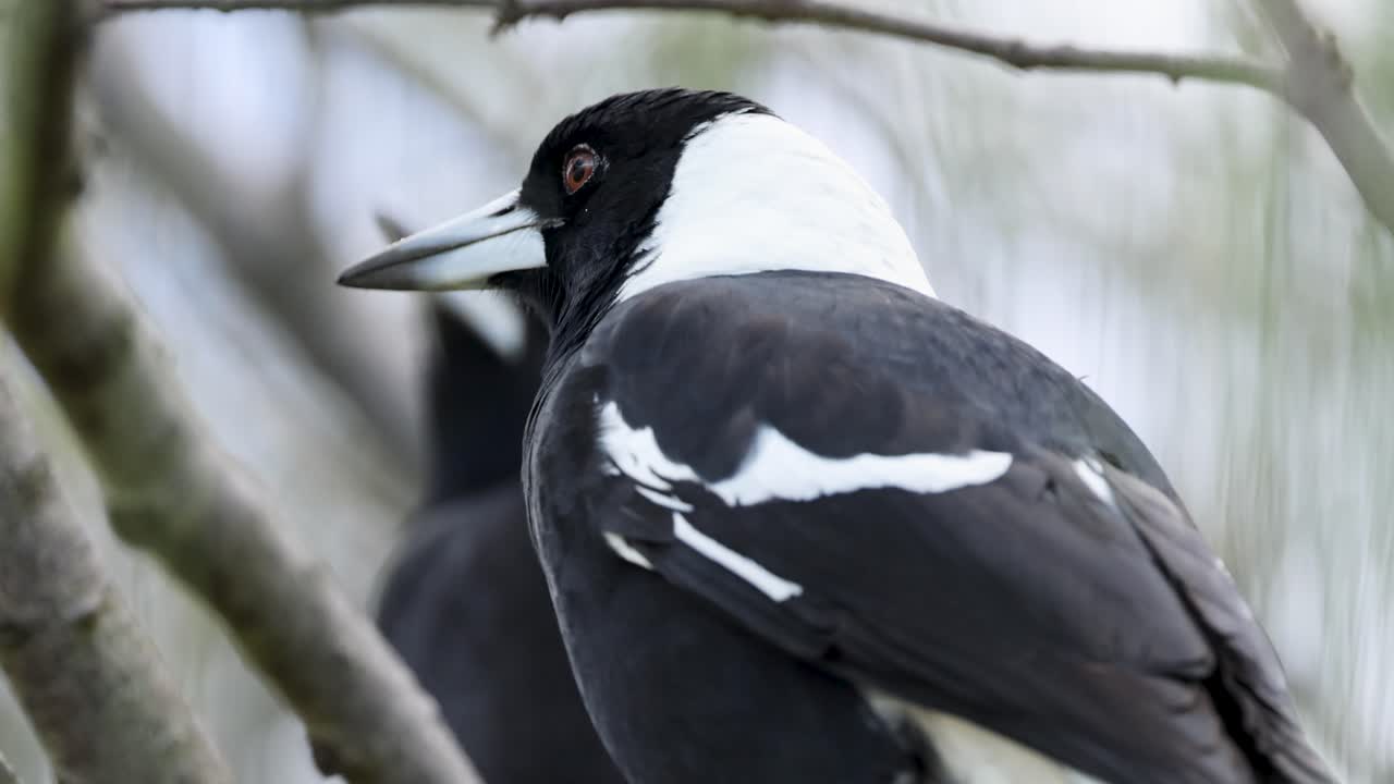 An Australian magpie perched among branches, captured in Coffs Harbour. Natural lighting highlights its distinctive black and white plumage