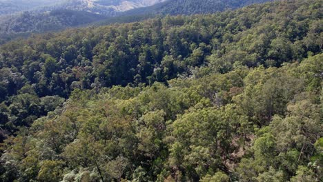 eucalypt and pine forests at the mountains near falls lookout and bulls falls in mount mee, queensland, australia