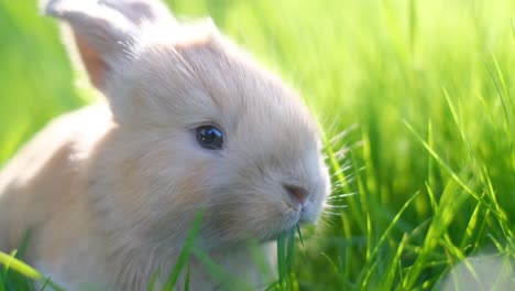 beautiful fluffy little rabbit on green grass closeup