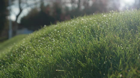 Frischer-Morgenwassertau-Fällt-Auf-Leuchtend-Grünes-Gras,-Das-Von-Der-Sonne-Im-Wind-Beleuchtet-Wird