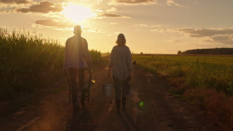 agricultores trabajando en un campo de maíz al atardecer