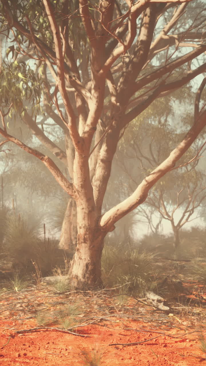 오스트레일리아의 안개 유칼립투스 숲