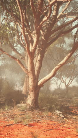 misty eucalyptus forest in australia