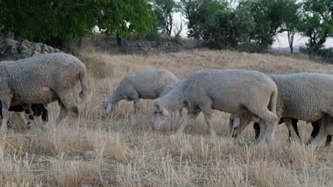 Sheep-Grazing-Field