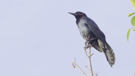 grackle-calling-while-perched-high-on-branch-with-blue-sky-in-background