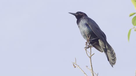 Grackle-Llamando-Mientras-Está-Encaramado-En-Lo-Alto-De-La-Rama-Con-El-Cielo-Azul-De-Fondo