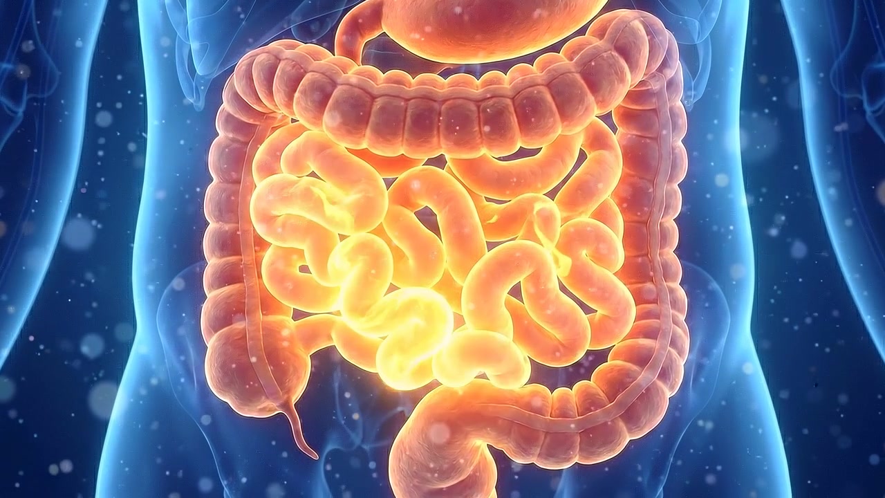3D Medical Animation of Human Digestive System Anatomy