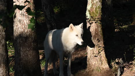 lobo polar, iluminado por rayos cálidos durante un amanecer, mamífero ártico