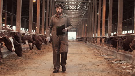 male caucasian farmer walking in cowshed