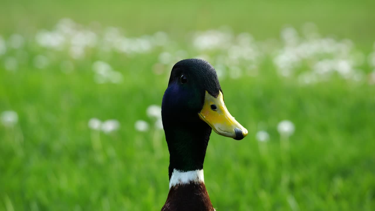 A cute duck quacks with its beak. Close-up of its head. You can see its eyes, beak, and even its teeth. Well lit by the sun in a beautiful natural landscape with depth of field.