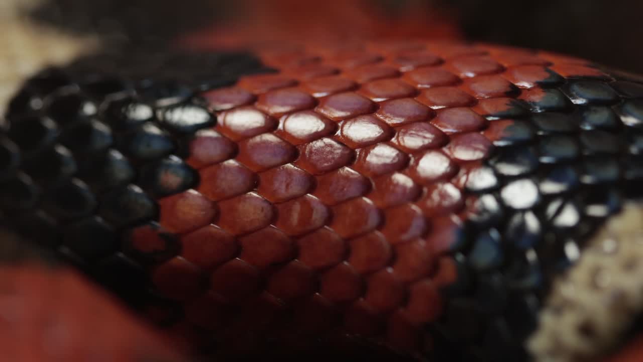 Primo piano delle squame di un serpente mentre respira. Questo è un serpente del latte di Puebla, Lampropeltis triangulum campbelli.