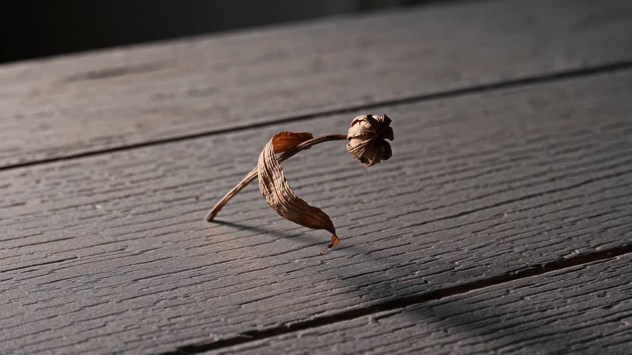 Närbildsvideo av en torkad växt på en träyta, fångad i en låg vinkel, som framhäver strukturen