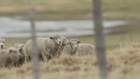 herd of merino sheep in patagonia