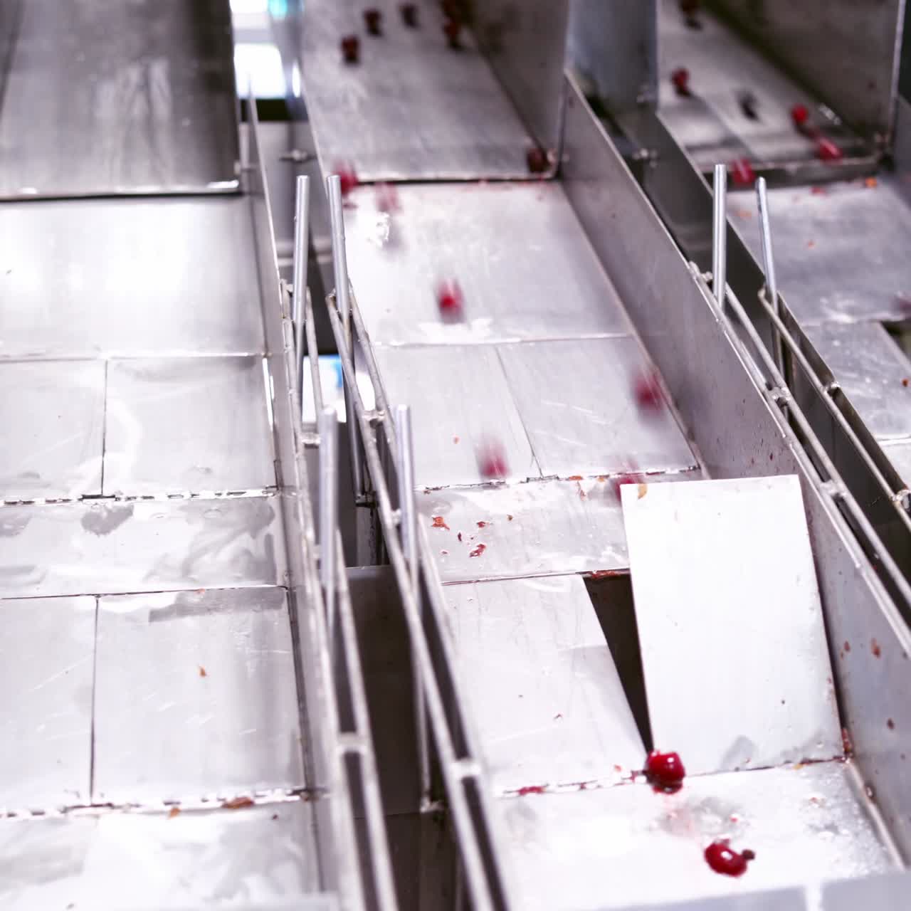 Sorting of berries at factory