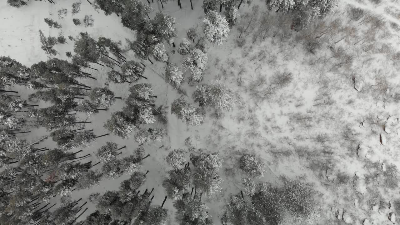 vista aérea de arriba hacia abajo sobre pinos nevados en el distrito cassia del bosque de dientes de sierra en idaho