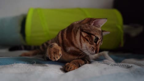 gato atigrado de bengala atacando un juguete en su cama y masticándolo