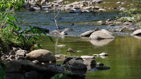 Seen-on-a-rock-under-the-shade-of-the-forest-turning-around-to-change-position-facing-the-stream,-Chinese-Pond-Heron-Ardeola-bacchus,-Thailand