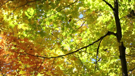 Colorful-autumn-foliage-and-elegant-tree-branch-backlit-by-light-blue-sky