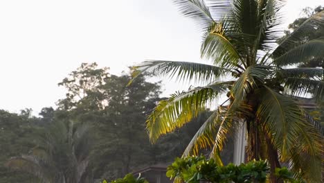 close-up shot of a large coconut tree with its fronds waving peacefully in the wind during a warm sunset near the pacific coast