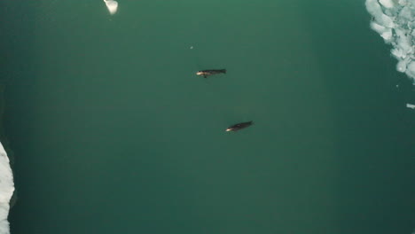 pair of harbor seals swimming in jokulsarlon glacial lagoon in south iceland - aerial drone, top-down