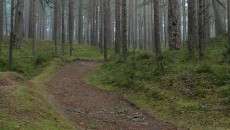 wild pine forest with green moss and heather under the trees, foggy overcast day with light mist, empty hiking trail, nordic woodland, baltic sea coast, mystic concept, wide handheld panoramic shot