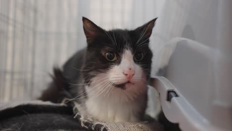 Black-and-white-Moggie-cat-lying-down-and-looking-around,-Slow-motion